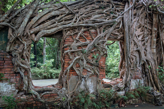 Ancient tree roots embracing the historic temple wall at Wat Lek Thammakit, a famous landmark in Nakhon Nayok, Thailand.