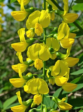 Macro view of bright yellow Showy rattlebox flowers hanging on green stem. Exotic Crotalaria spectabilis plant blooming in natural wild garden. Beautiful toxic wildflower grows in Florida outdoors.
