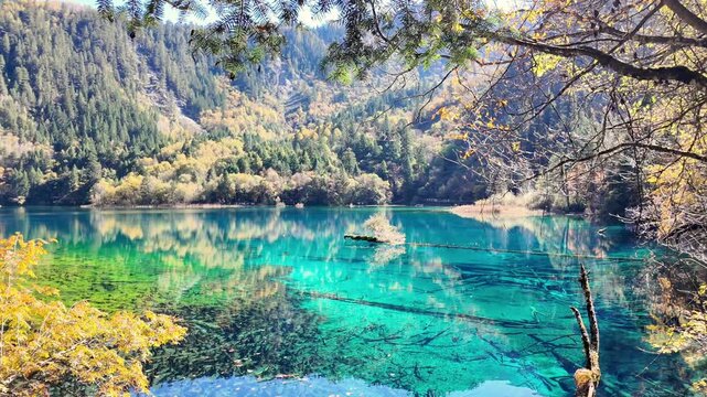 Scenery Jiuzhaigou national park in Sichuan, China. Beautiful Five Flower Lake in Autumn season. Famous Landmark and Vacation near Chengdu, China. Asia travel concept