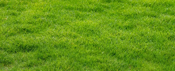 Fresh green grass field texture background with dense lush lawn © agrus