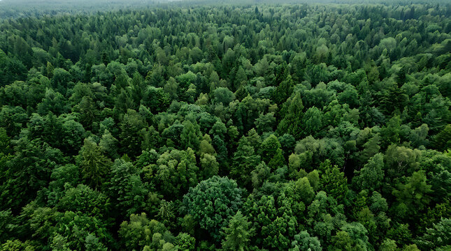 Aerial view of dense green forest canopy. Top-down perspective of lush woodland treetops in summer.