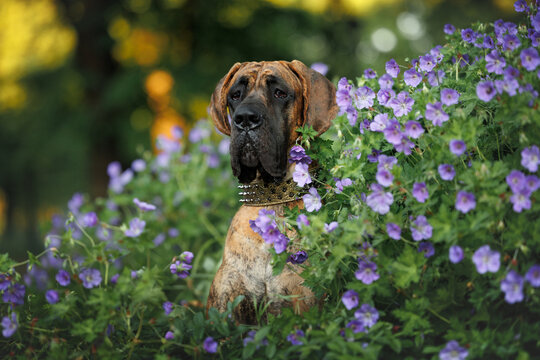 bringdle great dane dog posing in blooming flowers in summer