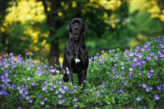 black great dane dog posing in the park with blooming flowers