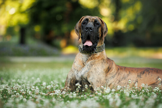 beautiful young great dane dog lying on grass in summer