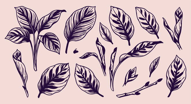 dark broad leaf seamless pattern, hand drawn tropical leaf line art, exotic foliage vector illustration, botanical plant doodle background, vintage jungle sketch wallpaper, continuous tropical leaf pr