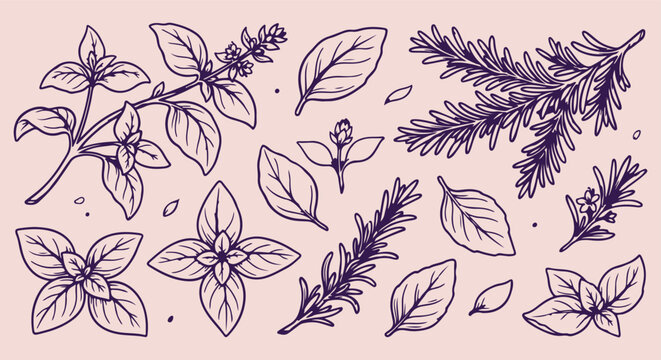 culinary herb leaf pattern, basil rosemary background, thyme leaf doodle, fresh herbal line art, kitchen herb texture, botanical herb linear illustration, green herb repeating pattern, culinary leaf o