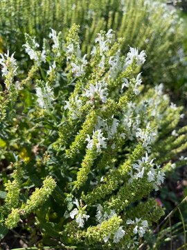 Blooming white hyssop or hyssopus officinalis albus.natural beauty,floral charm,summertime floral background