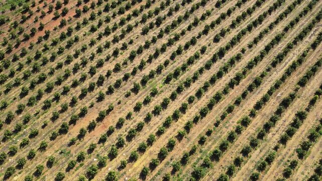 Drone View of Avocado Plantation with Rows of Green Trees in Agricultural Landscape
