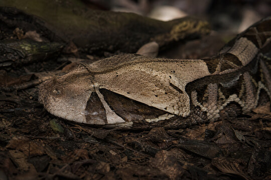 Gaboon viper camouflaged on shadowy forest floor
