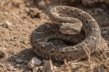 Obraz premium Saw scaled viper coiled on arid desert ground