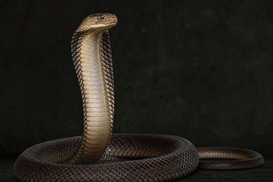 Rearing king cobra on dark background