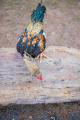 Rooster in the village,Thailand,selective focus. © yongyut