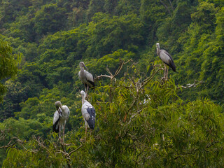 Obraz premium view of white storks in Thung Nham Natural Reserve, Ninh Binh province, Vietnam.