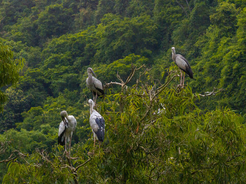 view of white storks in Thung Nham Natural Reserve, Ninh Binh province, Vietnam.
