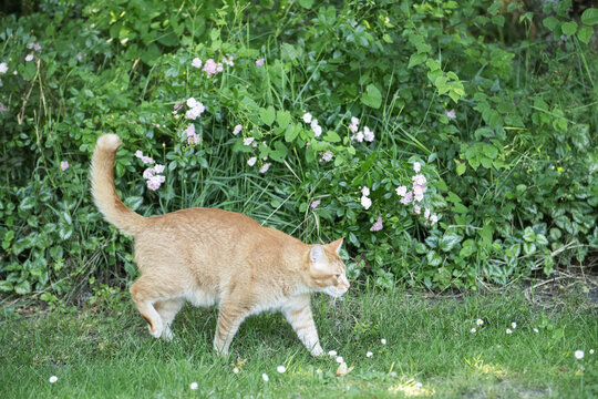 Kater l&auml;uft durch den Garten