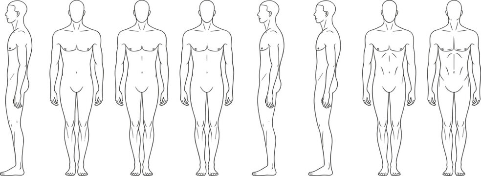 Vector line art set of human male body anatomy standing poses showing front and side views for character design reference and medical study diagrams.