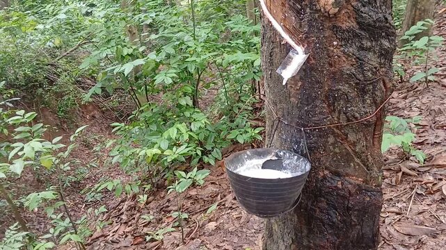 Rubber tree latex tapping with collection cup in plantation