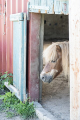 Pony schaut aus seinem Stall © Heidi Bollich