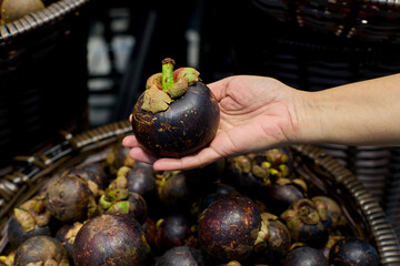 Hand Holding Fresh Mangosteen Fruit Over Basket © Anucha