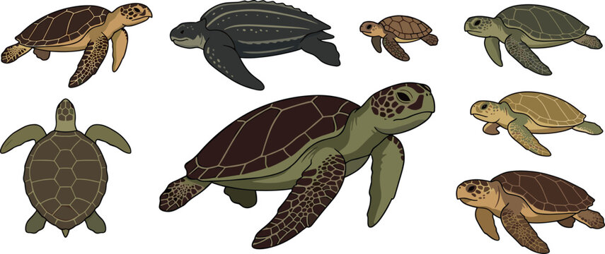 Sea turtle set featuring various species including leatherback hawksbill green sea turtles isolated on white background vector illustration