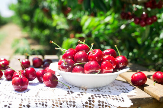 Ripe juicy cherry berry in a white bowl on a lace napkin on the table