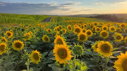 sunflower field with blue sky in background © Maksym Dykha