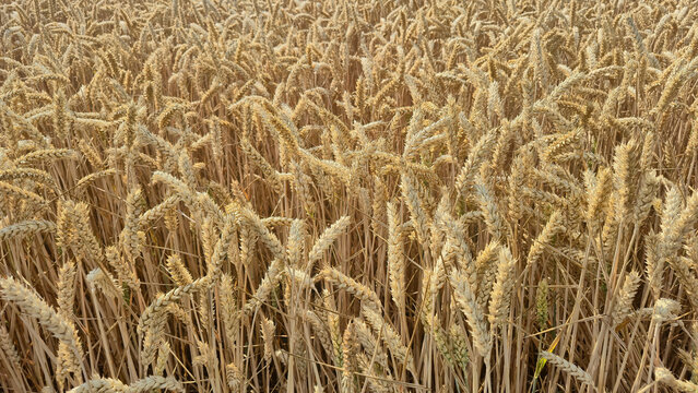 golden wheat field in summer
