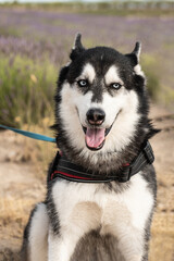 Portrait of a blue-eyed Siberian Husky against a blooming lavender field on a sunny day. Dog walk in nature. Outdoor adventures. Pets and people. © Tatiana