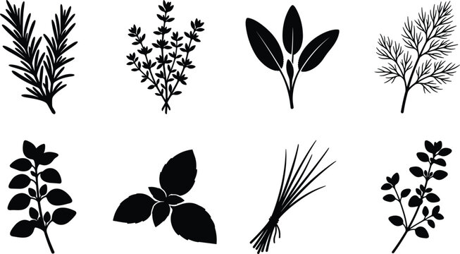 Culinary herbs silhouette icon set featuring rosemary thyme sage dill basil mint chives and oregano vector symbols