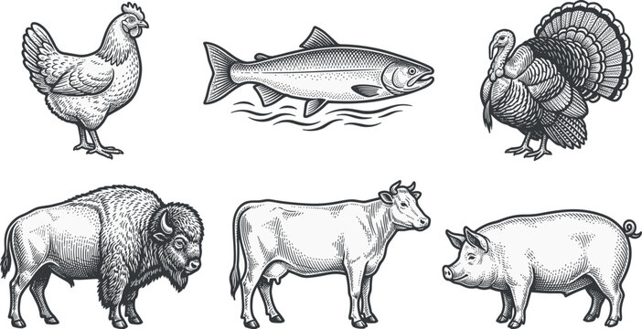 Black and white engraving set of livestock animals including cow pig hen turkey bison and trout fish vector illustration