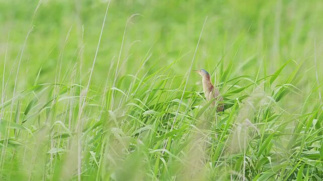 葦にとまるヨシゴイ (音声あり)