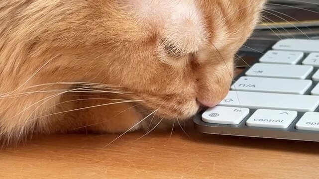 Horizontal macro shot of an orange cat licking its front paw and then sniffing the keys of a computer keyboard beside it