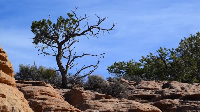 This landscape features the hardy single leaf pinyon (Pinus monophylla), growing in a rocky desert environment within Canyon de Chelly National Monument, Arizona