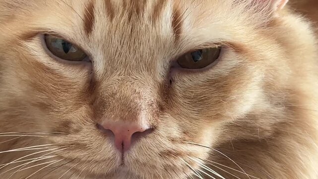 Horizontal extreme close up video focusing on the nose, mouth, and eyes of an orange cat showing bright camera reflections in its iris