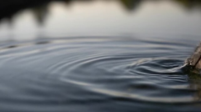 Feather touching water surface creating gentle ripples.