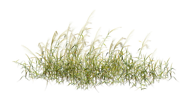 green grass isolated on white/High-resolution isolated miscanthus grass with white feathery plumes, featuring sharp details, natural texture, and ample copy space for botanical and landscape design 