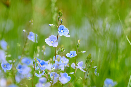 Beautiful veronica chamaedrys germander speedwell blue flower blooming in green grass meadow field close up macro macro details with soft background bokeh selective focus copy space natural flora