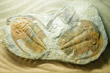 Fossilized trilobite Paradoxides specimens embedded in stone on sand background. Ancient prehistoric marine animal fossil for education, archeology, science, and history concepts. © Prapat
