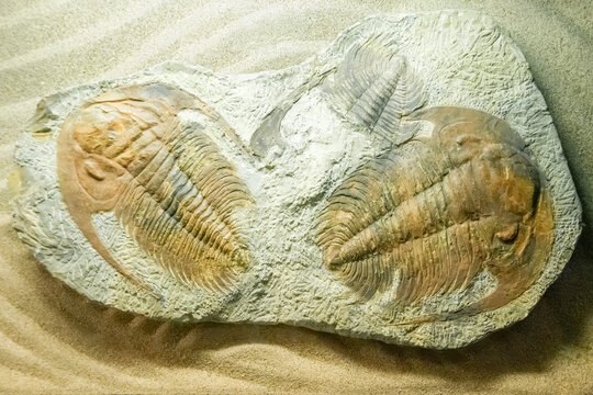 Fossilized trilobite Paradoxides specimens embedded in stone on sand background. Ancient prehistoric marine animal fossil for education, archeology, science, and history concepts.