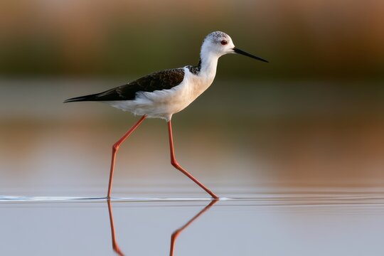 Black-winged Stilt (Himantopus himantopus) Wade in Calm Water at Sunset