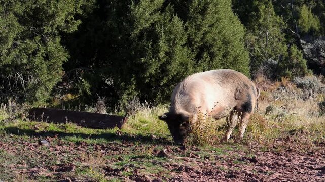 Idaho Pasture Pig, characterized by its ability to forage on pasture.