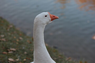  portrait of a white domestic goose with a bright orange beak standing near a calm water pond. Concept of farm animals, poultry, agriculture, and rural  © Aleksandra Prokopenk