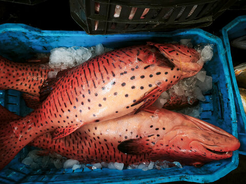 Fresh red leopard grouper also known as coral grouper with distinctive black spots is neatly arranged in a blue plastic container on ice, showing off its natural texture and vibrant coloring.