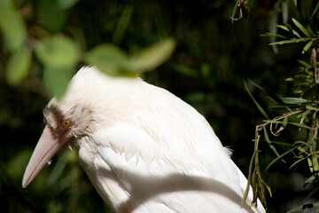 Obraz premium ths is a side view on an albino raven