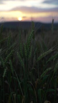 Green wheat ears sway rhythmically within a rural countryside landscape during a colorful sunset. Handheld close up shot.