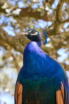 Close up portrait of colorful peacock with vibrant blue plumage