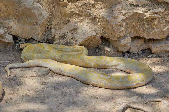 Albino Burmese python coiled beside rocks in reptile enclosure