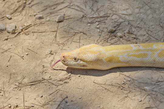 Close up of albino Burmese python resting on dry ground