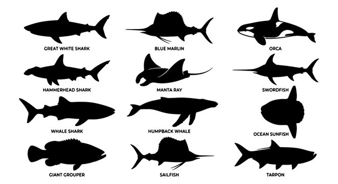 Marine Life Silhouettes: 12 Ocean Predators and Fish Icons, Vector Set for Wildlife and Aquatic Design