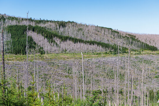 Dead spruce forest damaged by bark beetle infestation and climate change in Harz National Park, reforestation and forest dieback concept in Germany